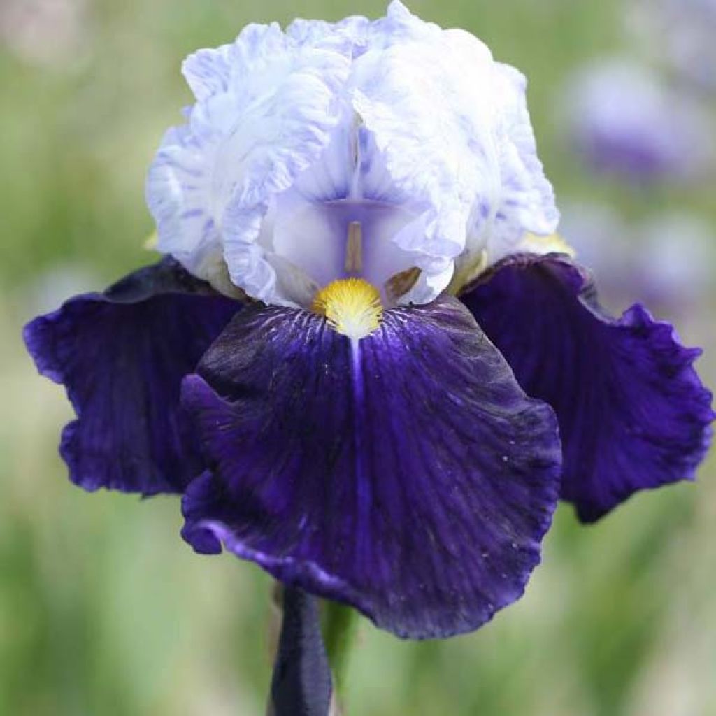 Iris germanica Night Edition - Iris des jardins 