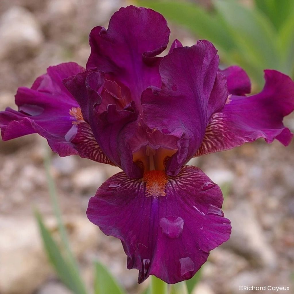Iris germanica Revved Up Rose - Iris des Jardins intermédiaire