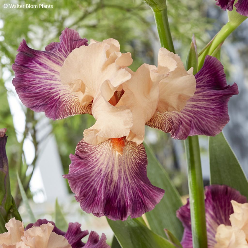 Iris germanica Rose de Perse - Iris des Jardins