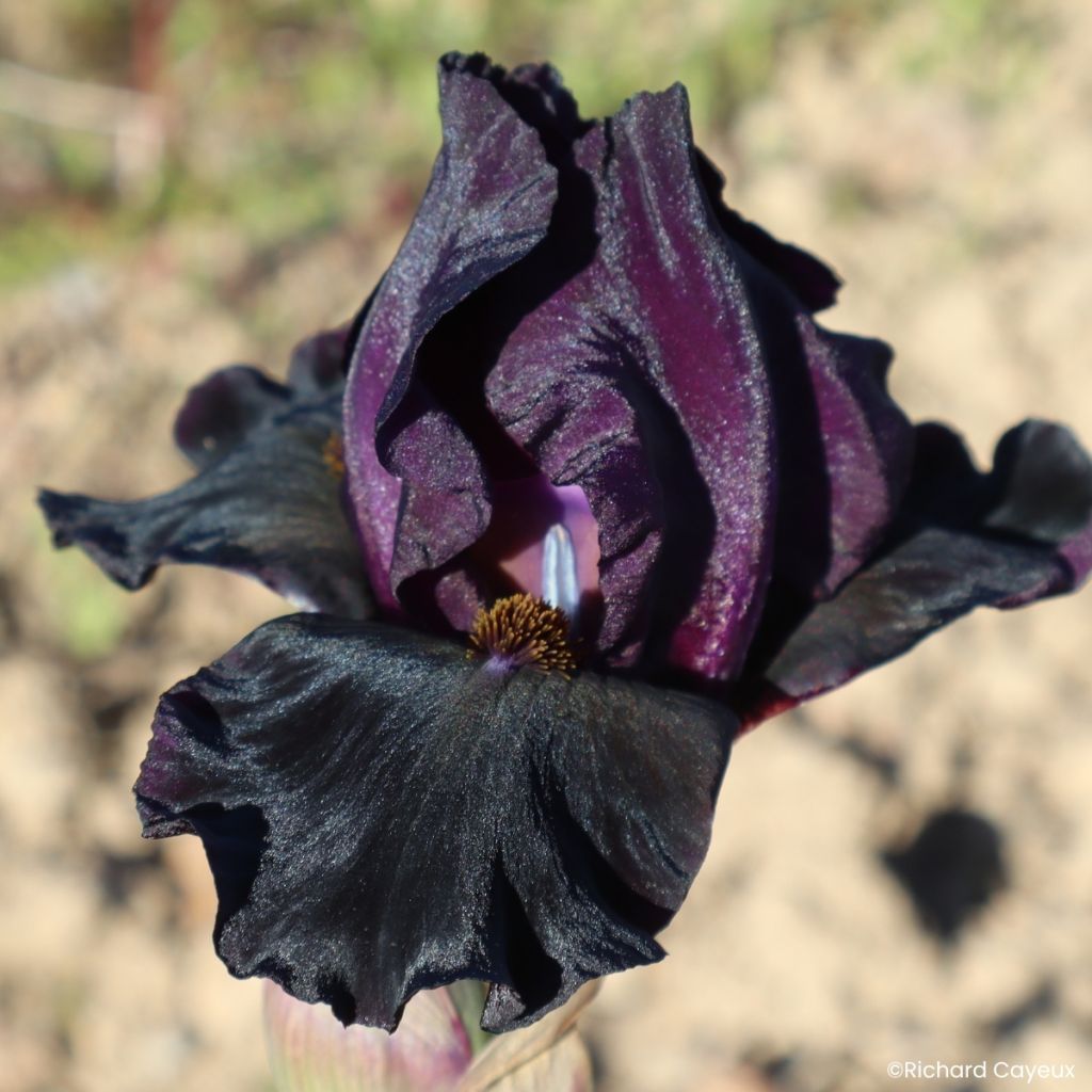 Iris germanica Sinister Desire - Iris des Jardins intermédiaire