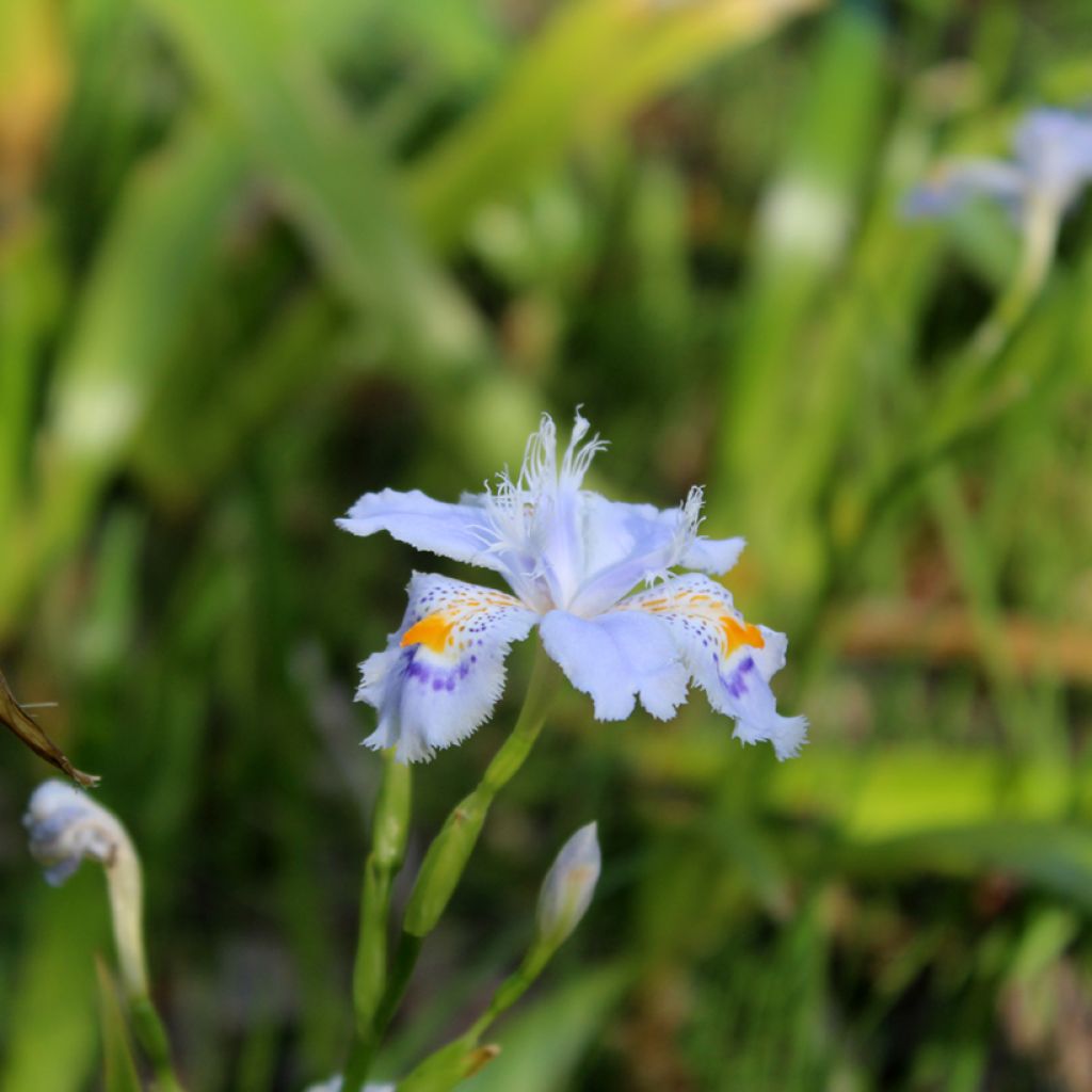 Iris japonica - Iris du Japon 