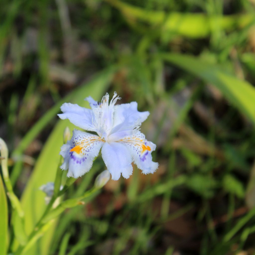 Iris japonica - Iris du Japon 