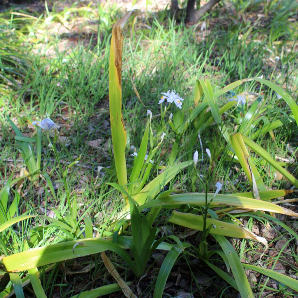 Iris japonica - Iris du Japon 