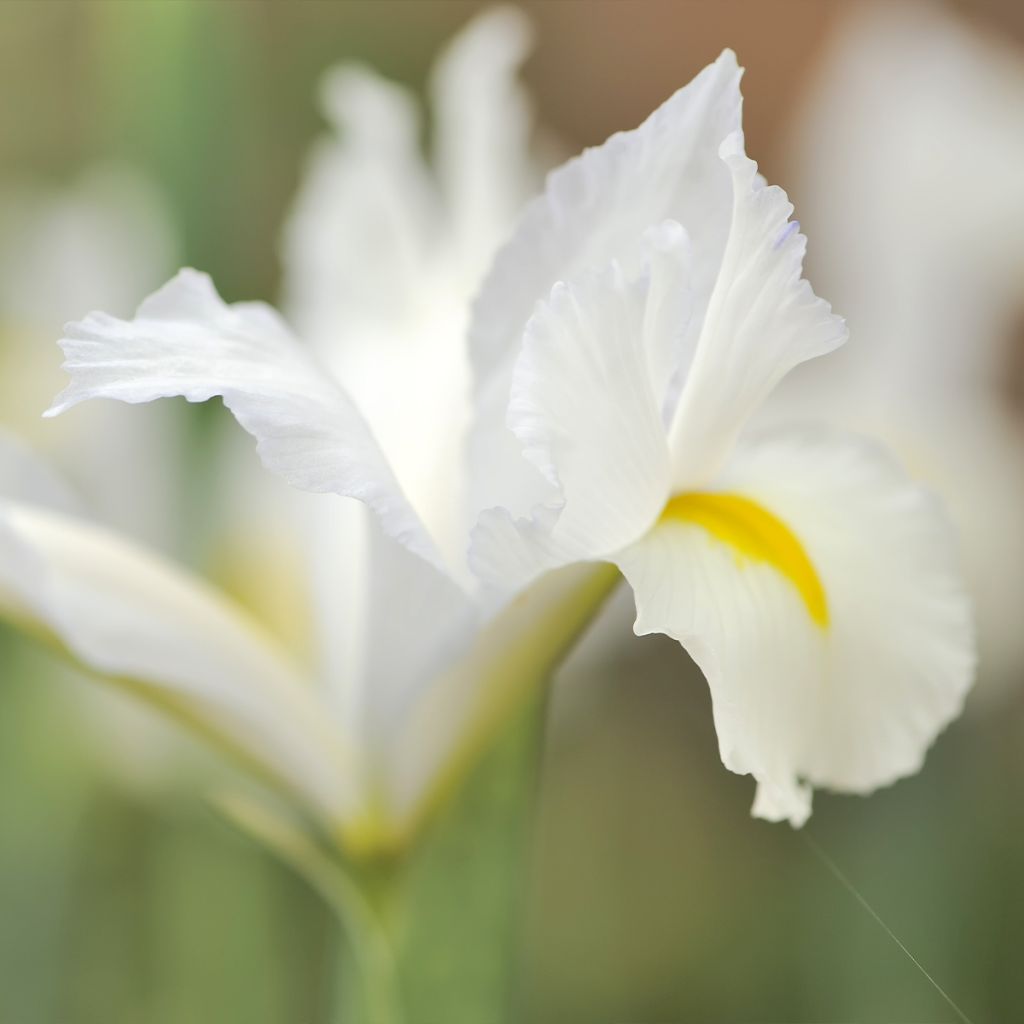 Iris reticulata Louise - Iris réticulé