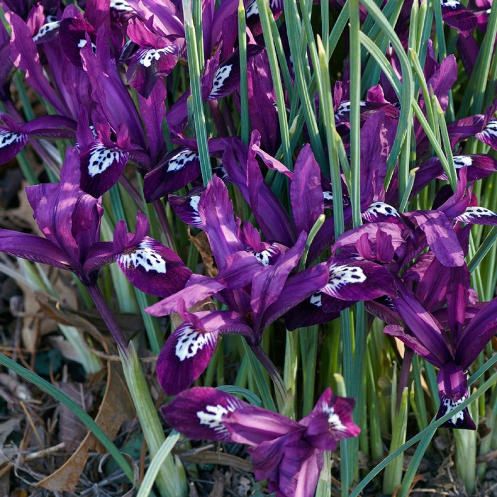 Iris reticulata Pauline - Iris réticulé