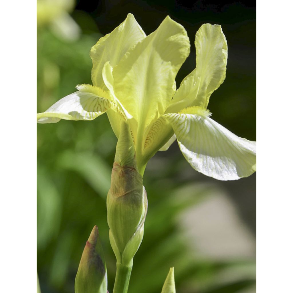 Iris sibirica Chartreuse Bounty - Iris de Sibérie