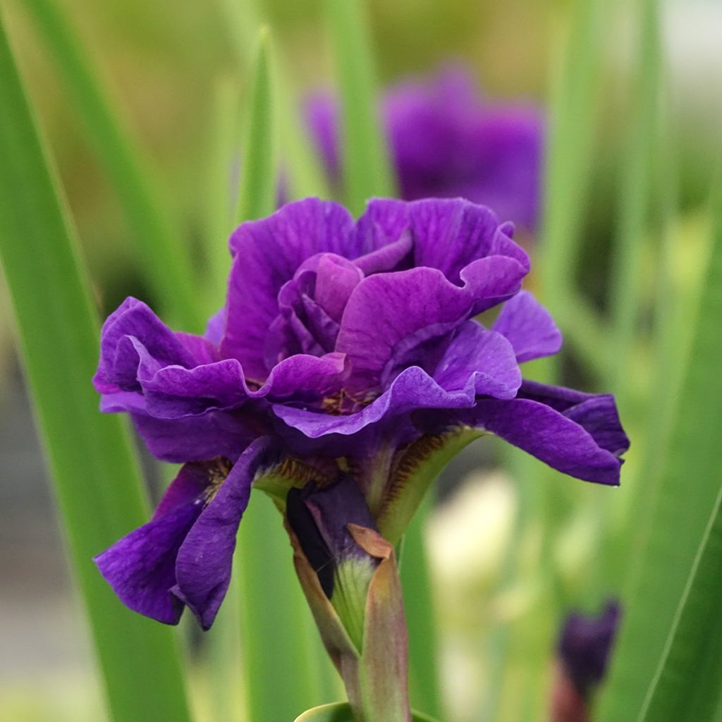 Iris sibirica Concord Crush - Iris de Sibérie