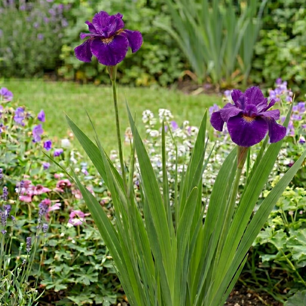 Iris sibirica Spindazzle - Iris de Sibérie