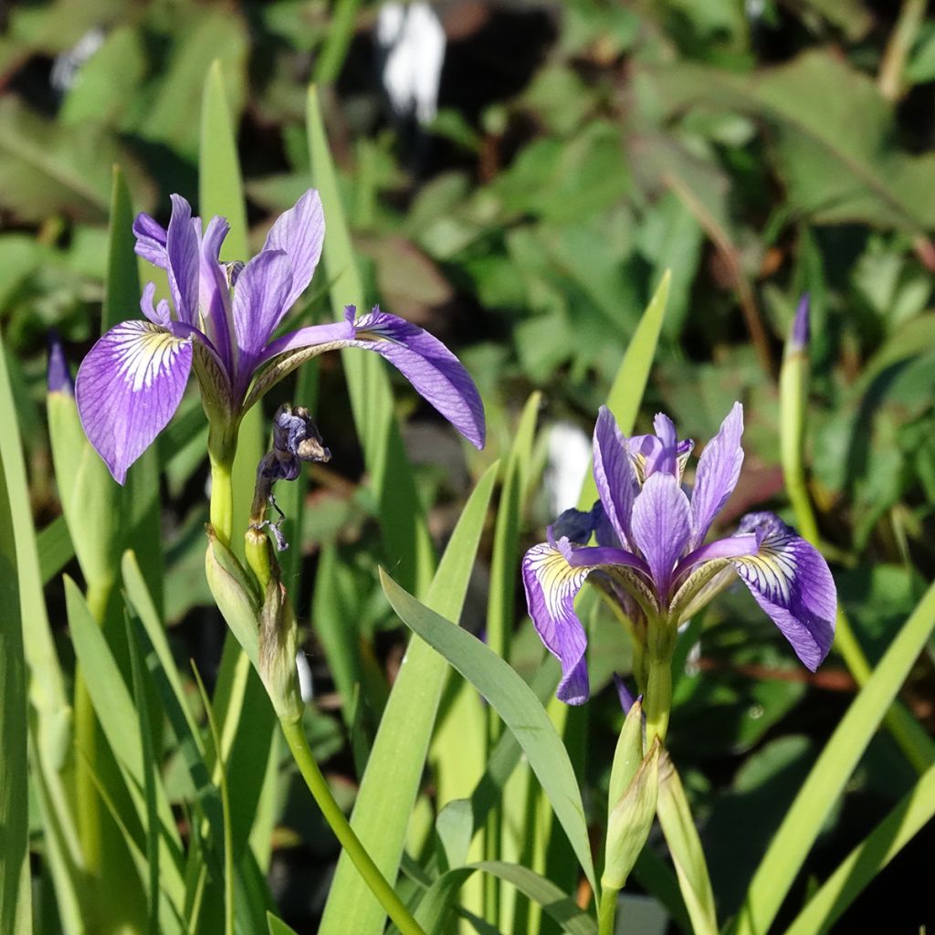 Iris versicolor Variegata - Iris versicolore panaché.