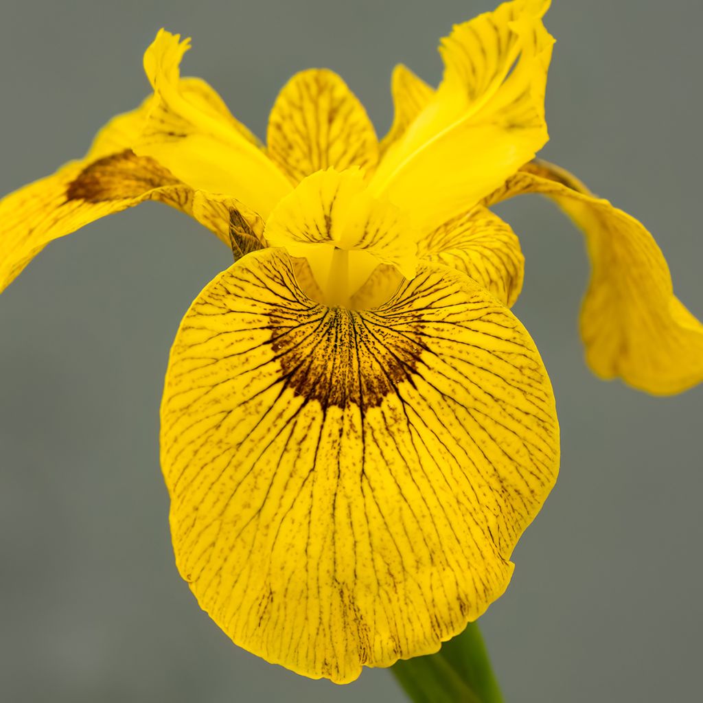 Iris Berlin Tiger - Iris d’eau hybride