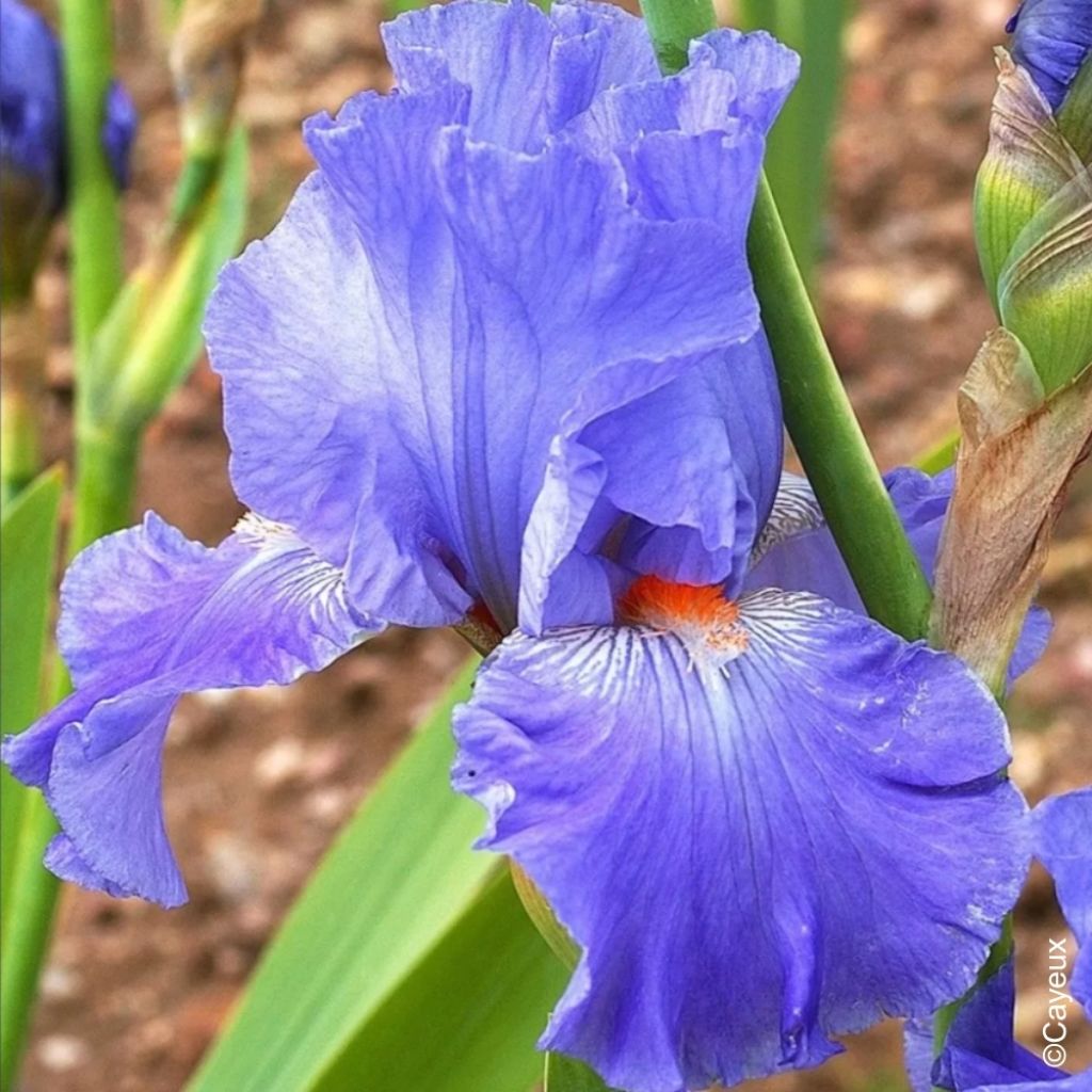 Iris germanica Baie des Anges - Iris des Jardins