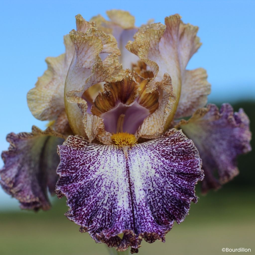 Iris germanica Dipped in Dots - Grand Iris des Jardins