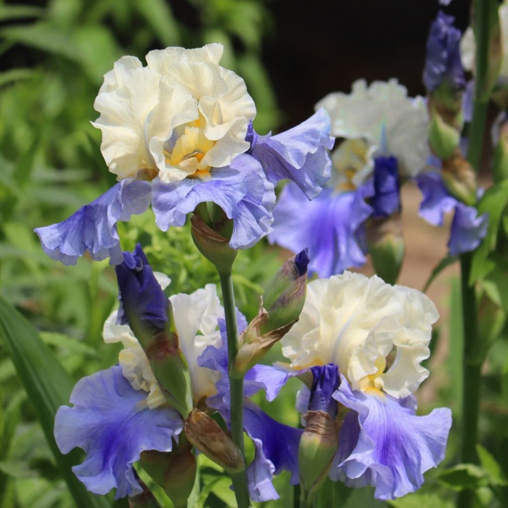 Iris germanica Haut les Voiles - Iris des Jardins