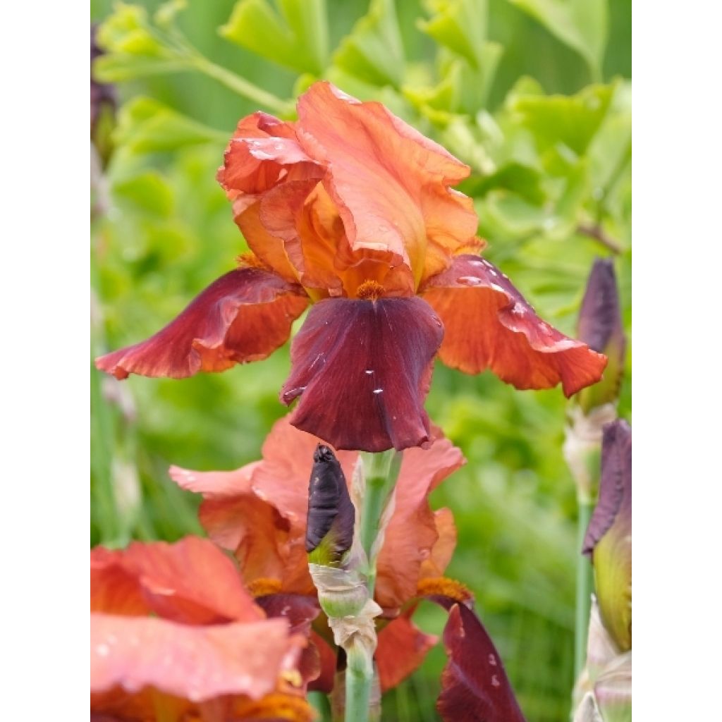 Iris germanica Natchez Trace - Iris des Jardins 