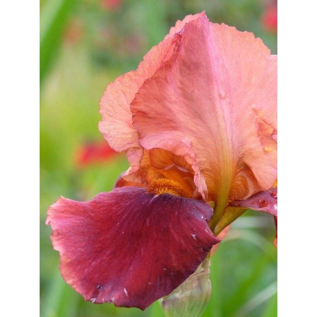 Iris germanica Natchez Trace - Iris des Jardins 