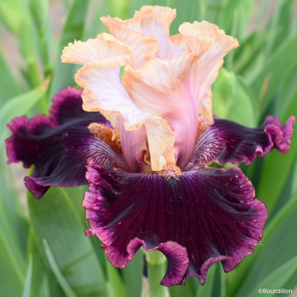 Iris germanica Vanilla Berry - Grand Iris des Jardins