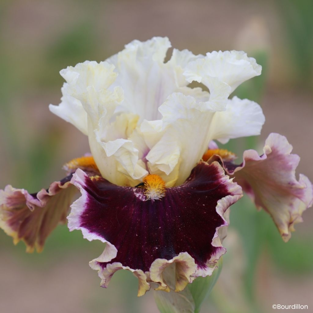 Iris germanica When Doves Cry - Grand Iris des Jardins