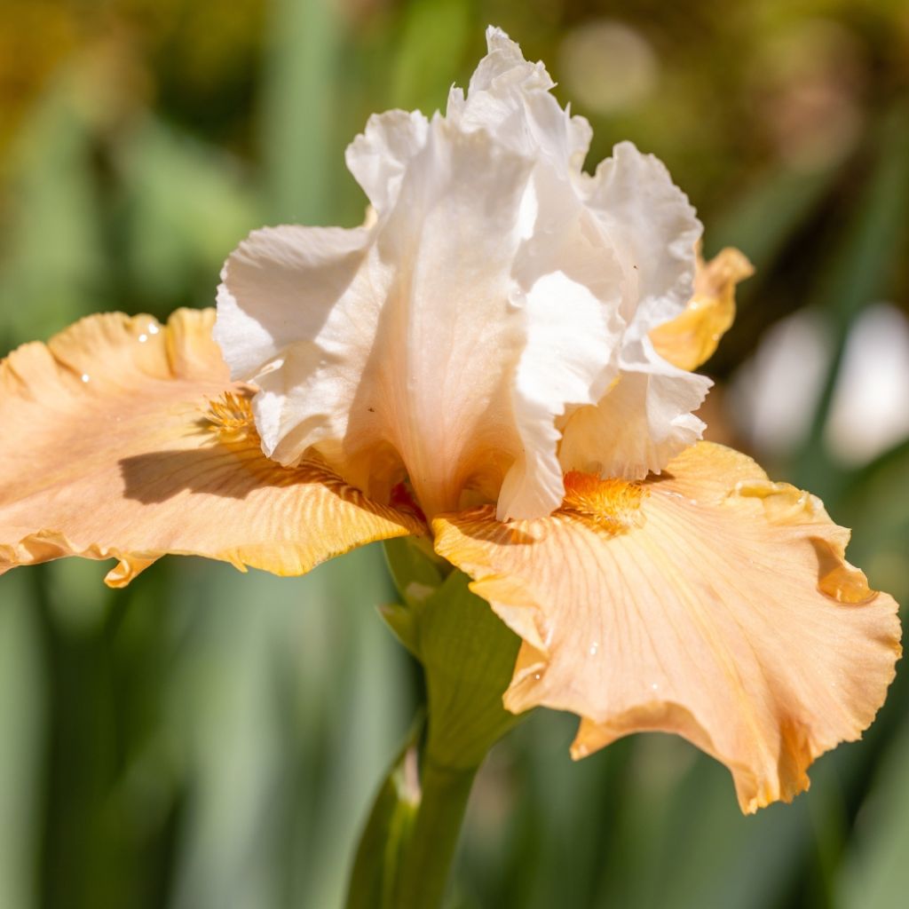 Iris germanica Chateau d Auvers Sur Oise