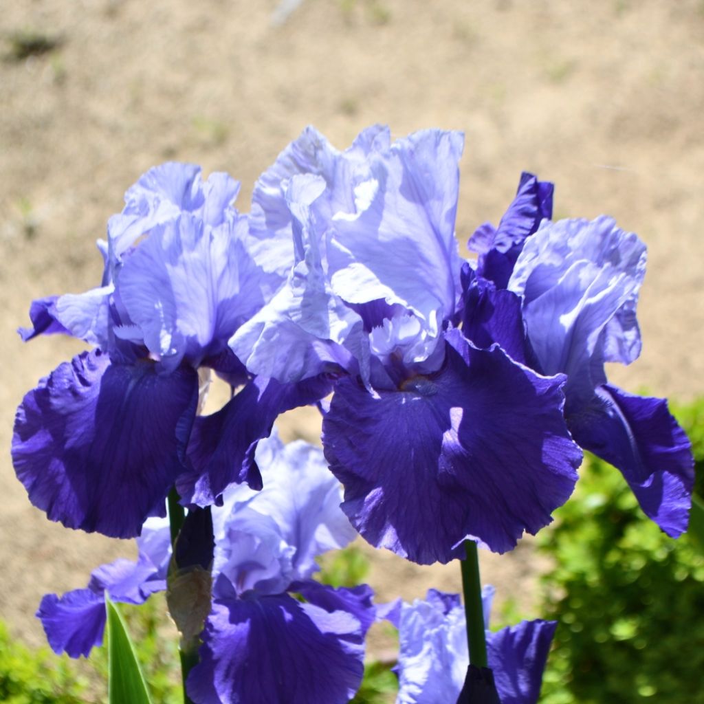 Iris germanica Chelsea Bleu