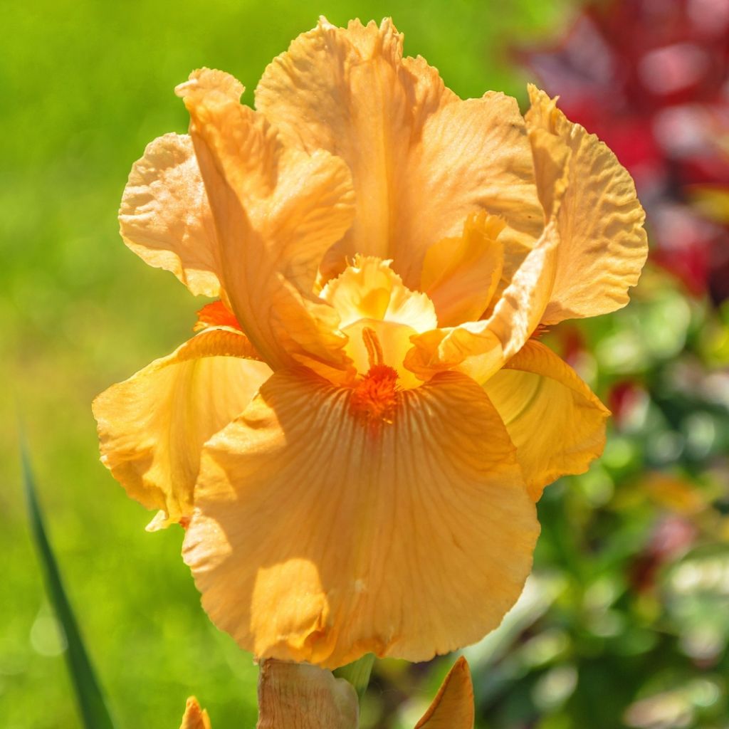 Iris germanica Good Show - Iris des Jardins