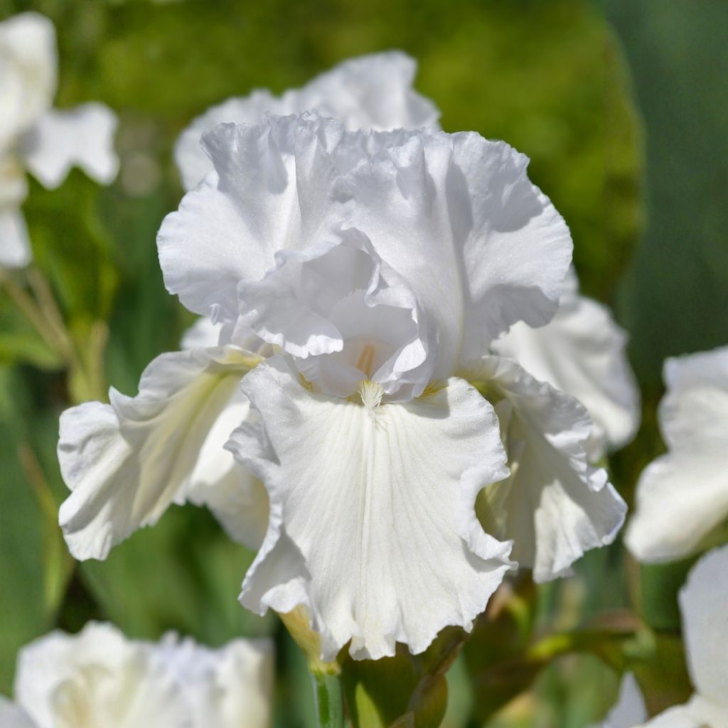 Iris germanica Immortality - Iris des Jardins