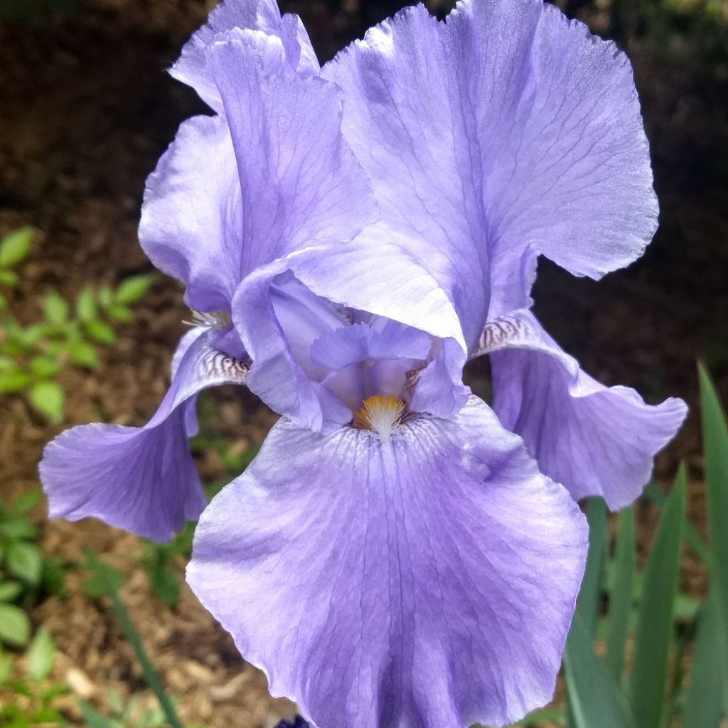 Iris germanica Mary Frances - Iris des Jardins