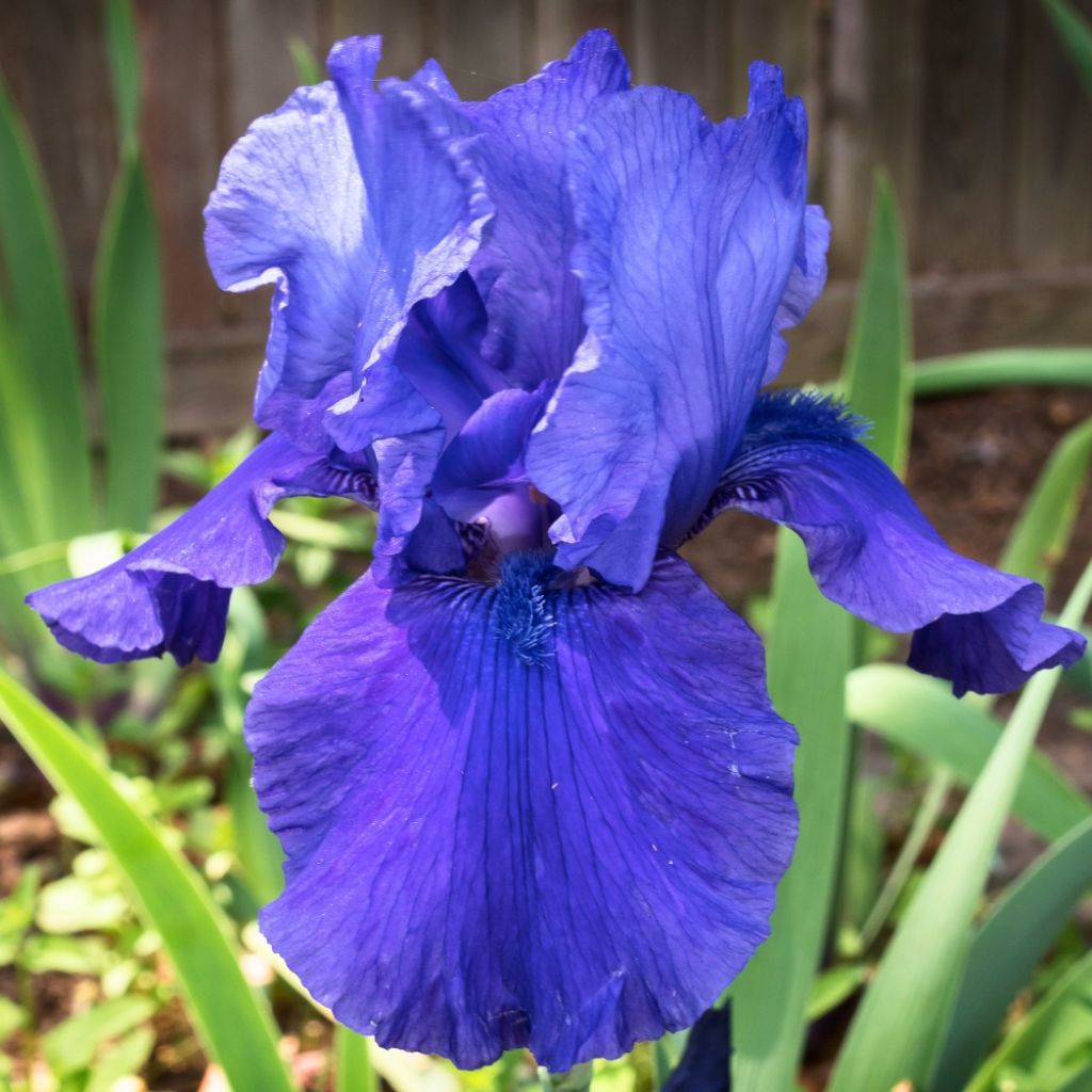 Iris germanica Mer du Sud - Iris des Jardins