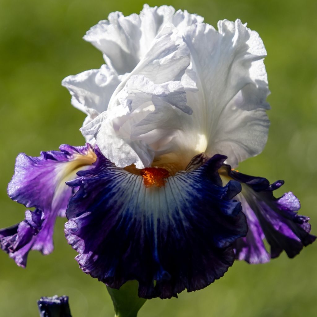 Iris germanica Noctambule - Iris des Jardins