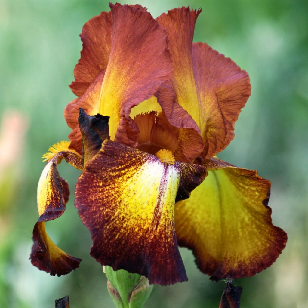 Iris germanica Provençal