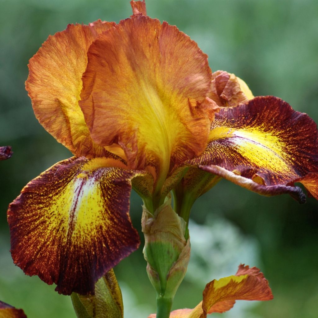 Iris germanica Provençal