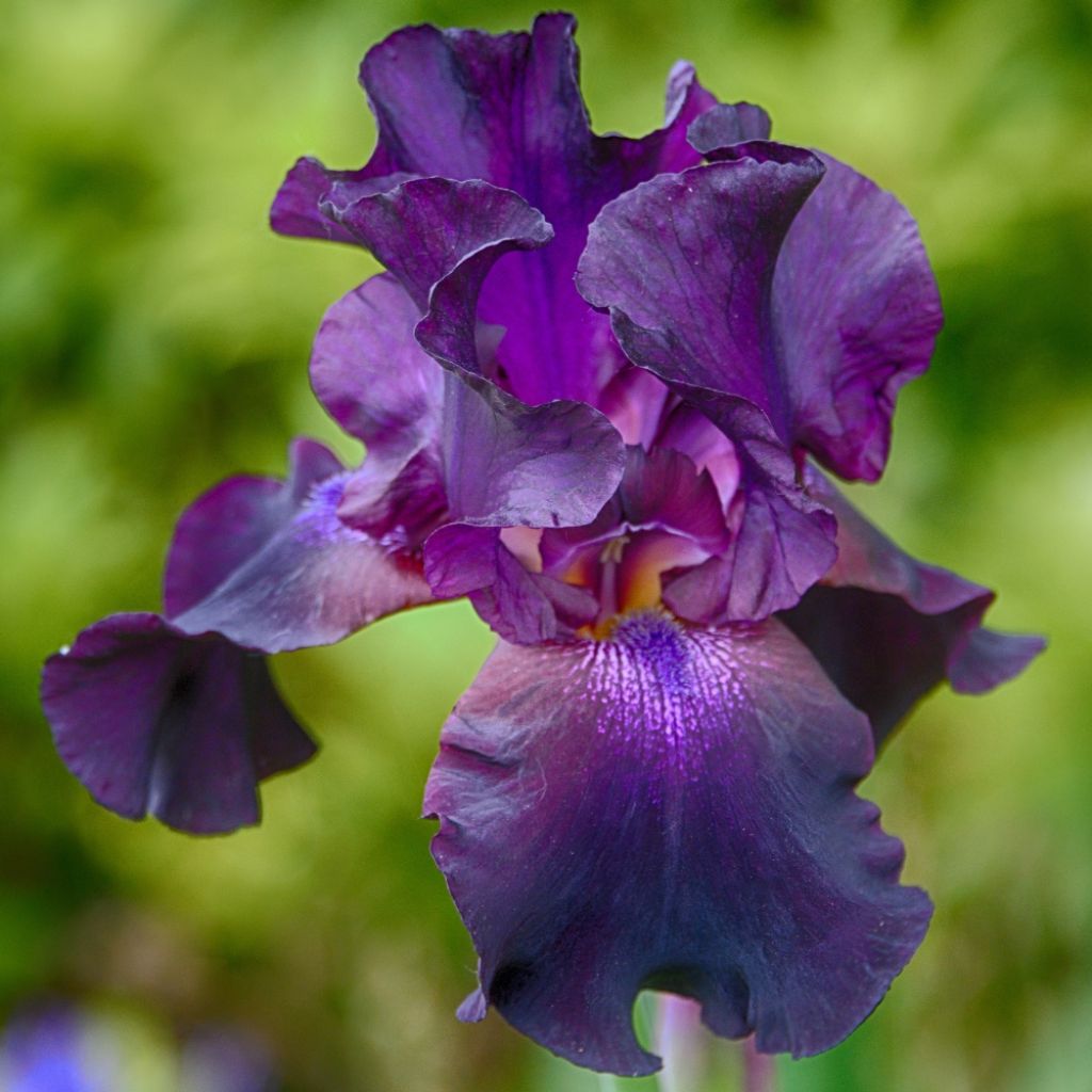 Iris germanica Rosalie Figge - Iris des Jardins
