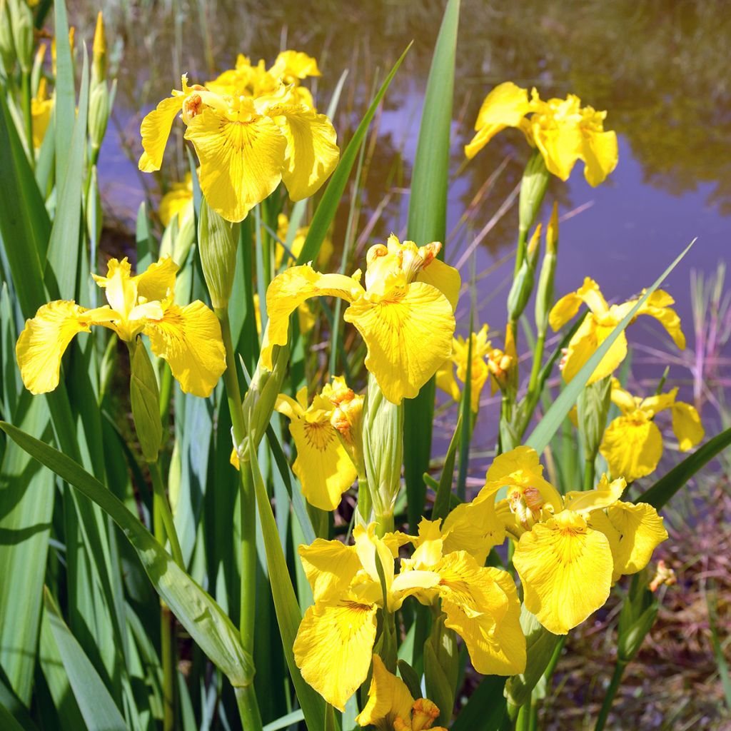 Iris pseudacorus Compact Form - Iris des marais