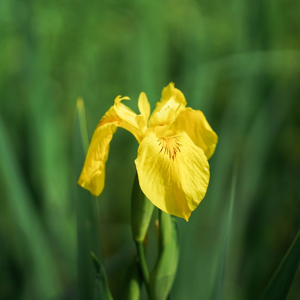 Iris pseudacorus Compact Form - Iris des marais