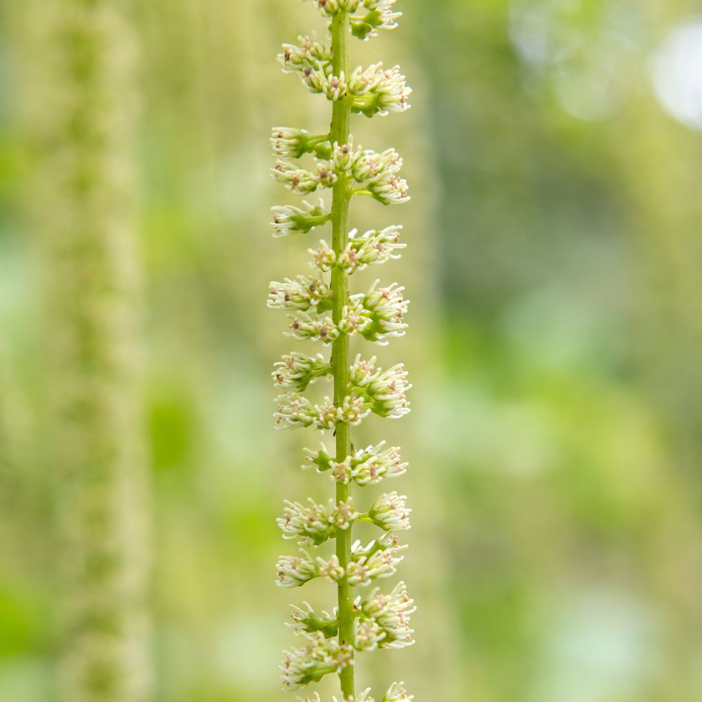 Itea ilicifolia
