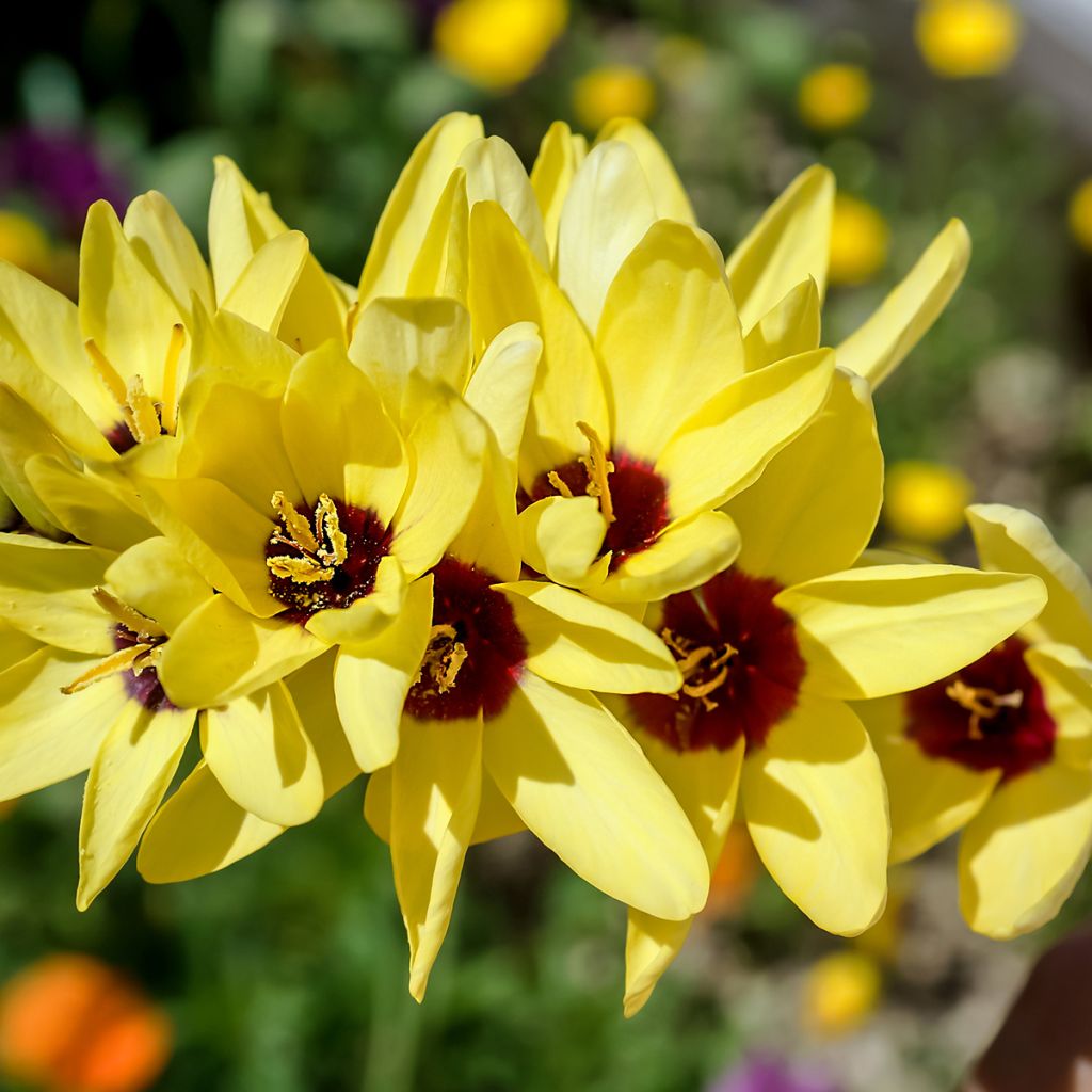 Ixia Yellow Emperor - Lis des blés
