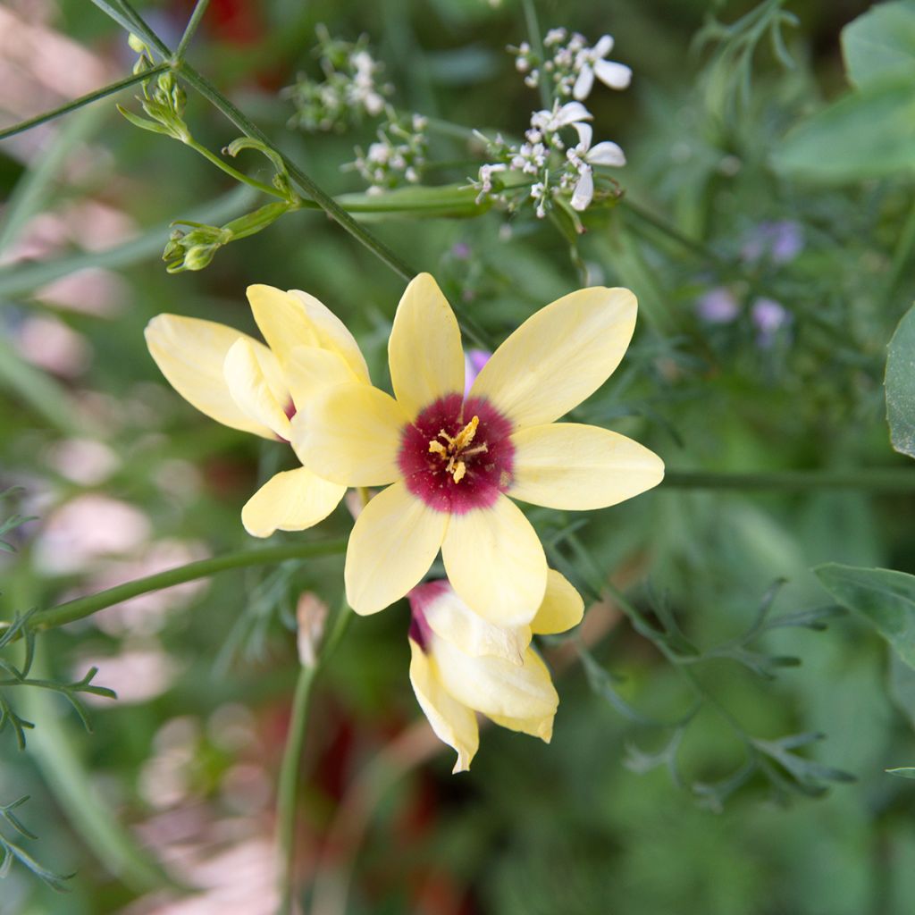 Ixia Yellow Emperor - Lis des blés