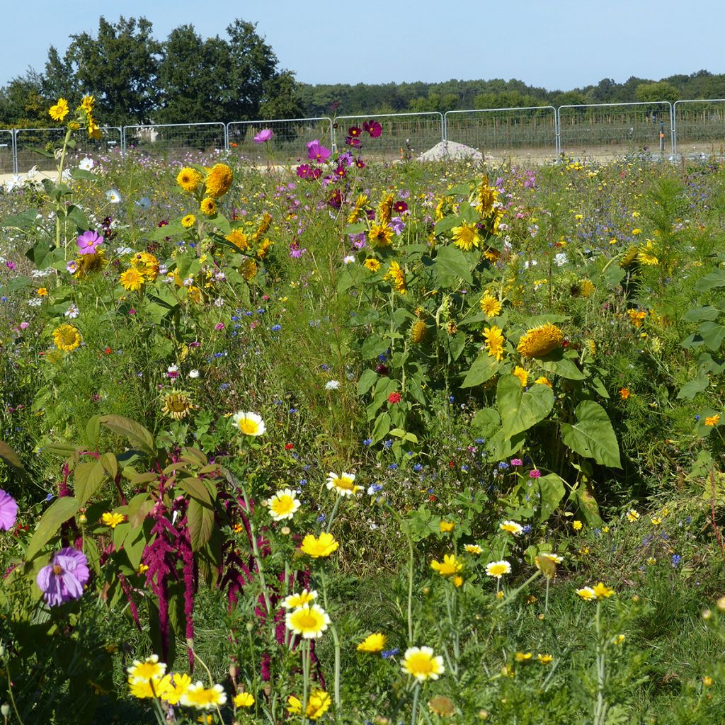 Jachère de fleurs pour Abeilles & Pollinisateurs - Origine France