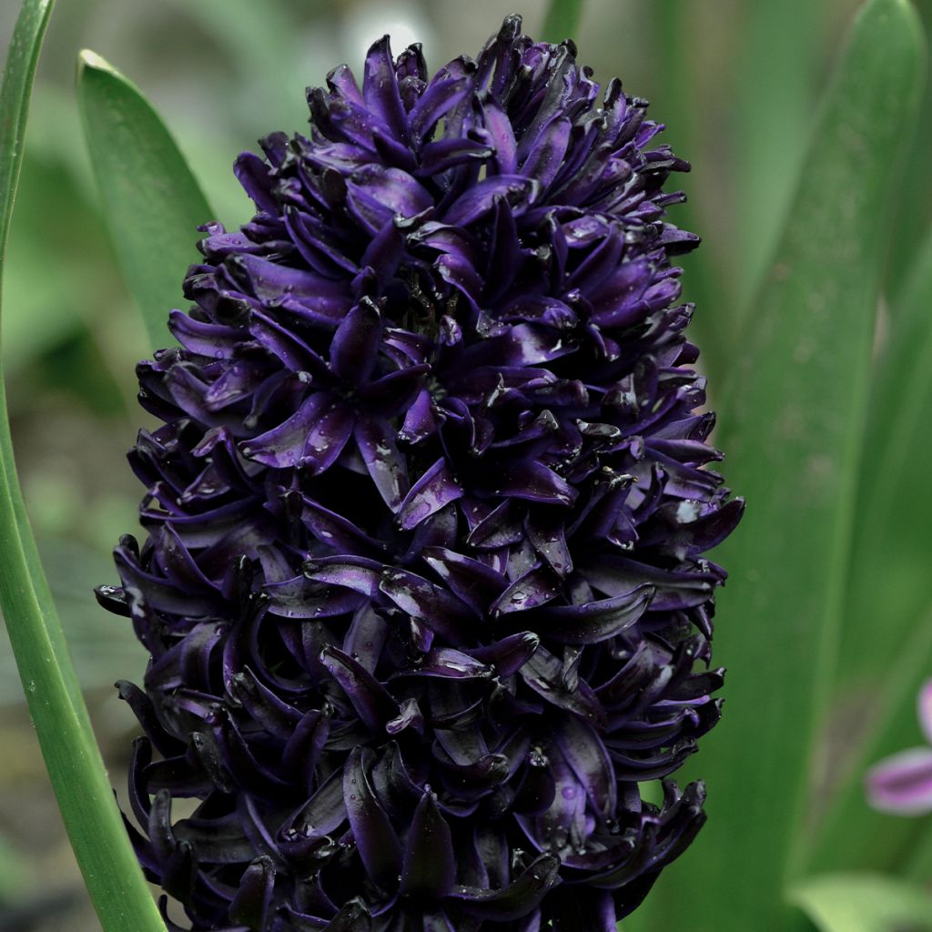 Jacinthe Midnight Sky