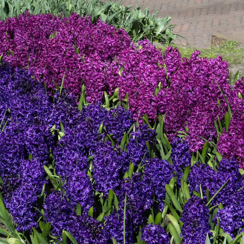 Jacinthe Purple Sensation
