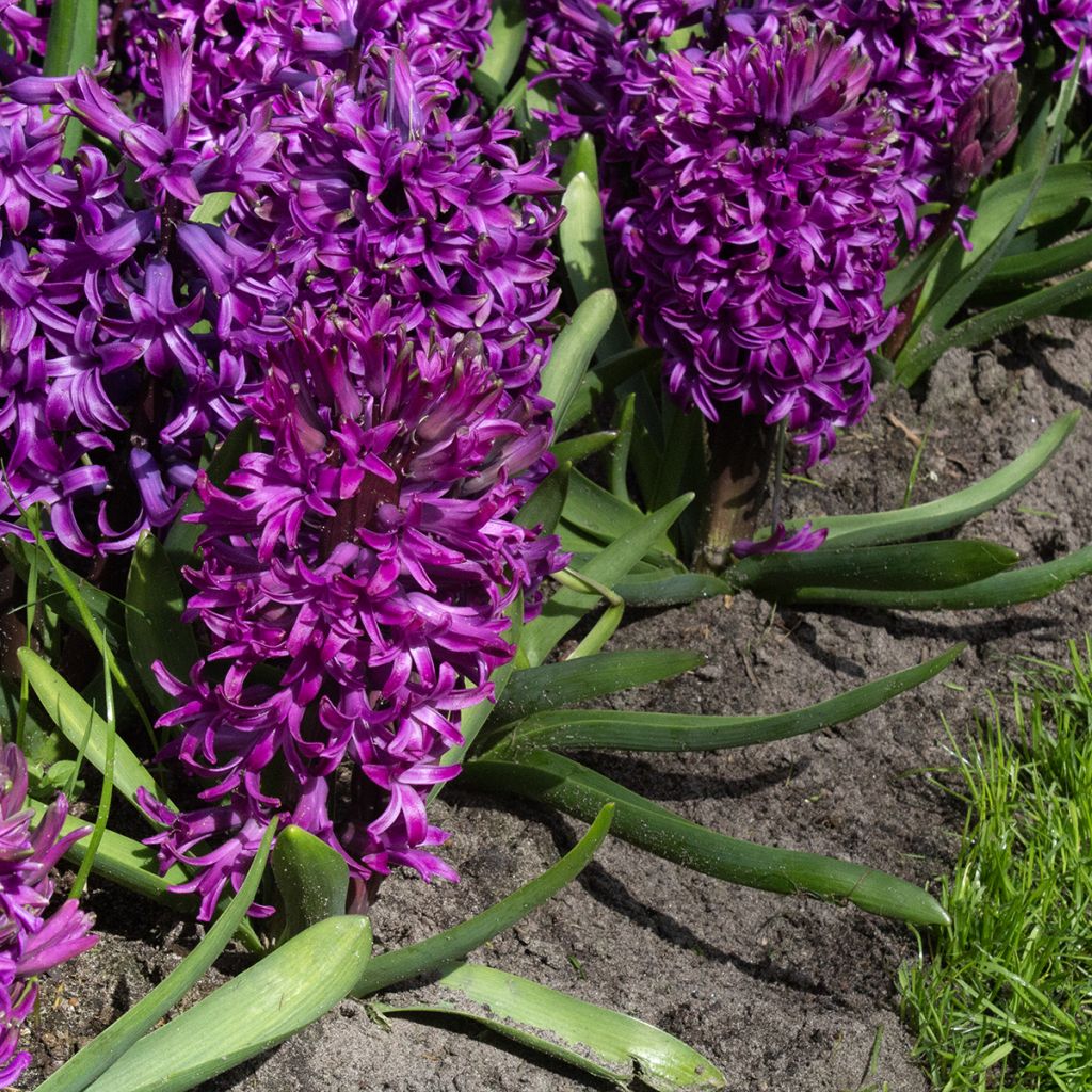 Jacinthe Purple Sensation