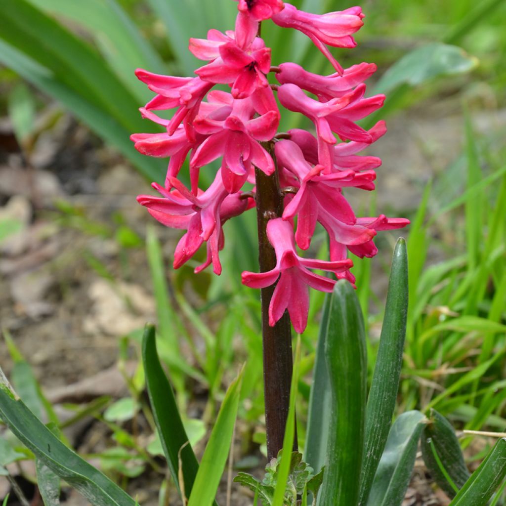 Jacinthe Jan Bos rouge préparée pour le forçage