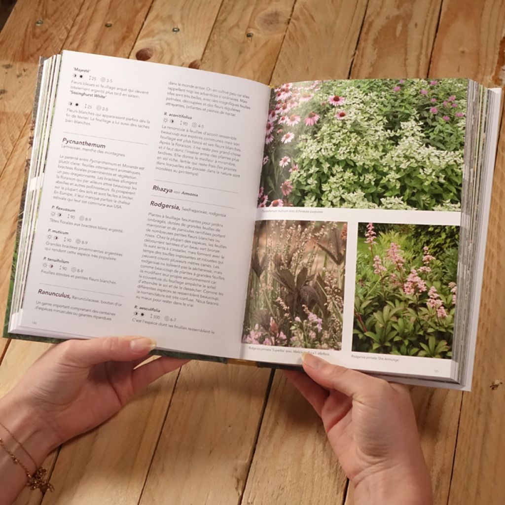 Jardins naturalistes - Les meilleures plantes vivaces