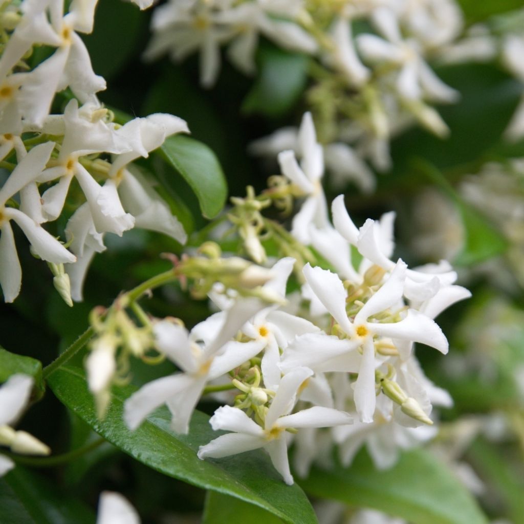 Jasmin étoilé - Trachelospermum jasminoides