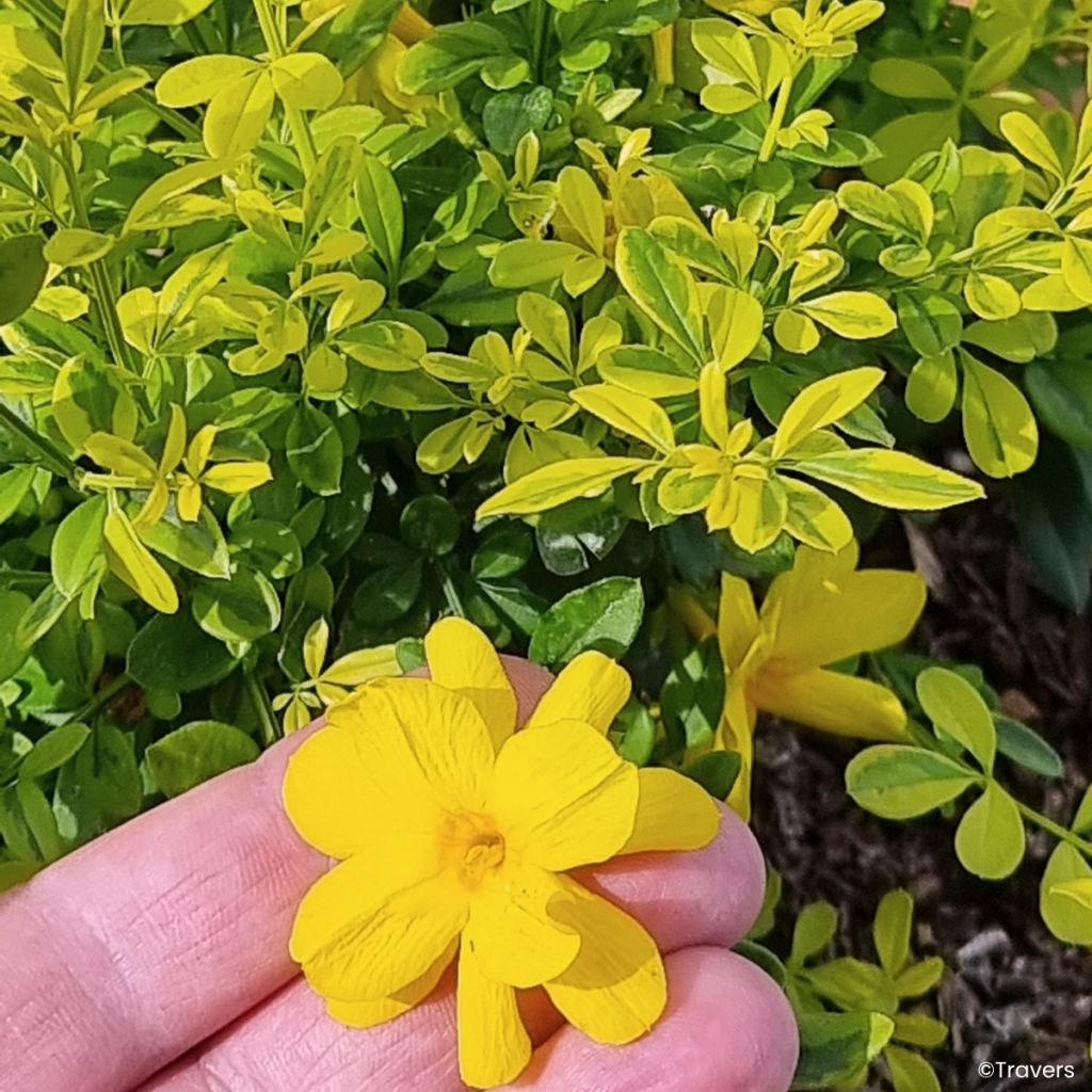 Jasmin primevère Goldtouch - Jasminum mesnyi