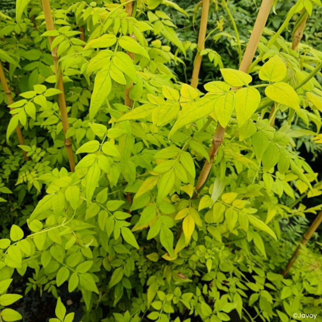 Jasmin officinal - Jasminum officinale Sunbeam