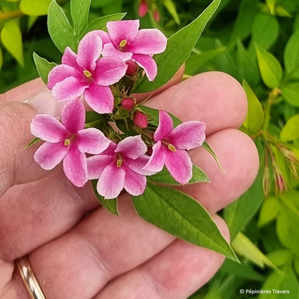 Jasminum Starry Summer Scent - Jasmin hybride