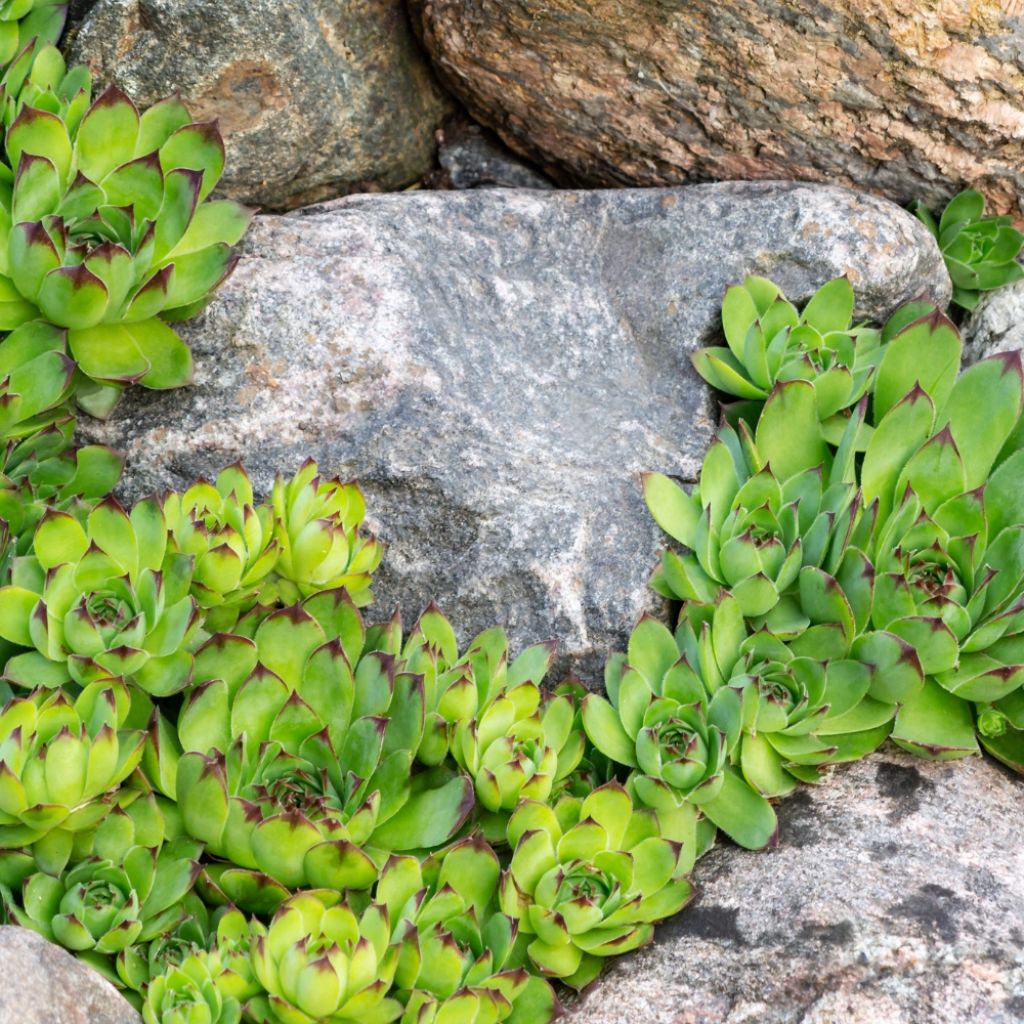 Sempervivum Chick Charms Appletini - Joubarbe
