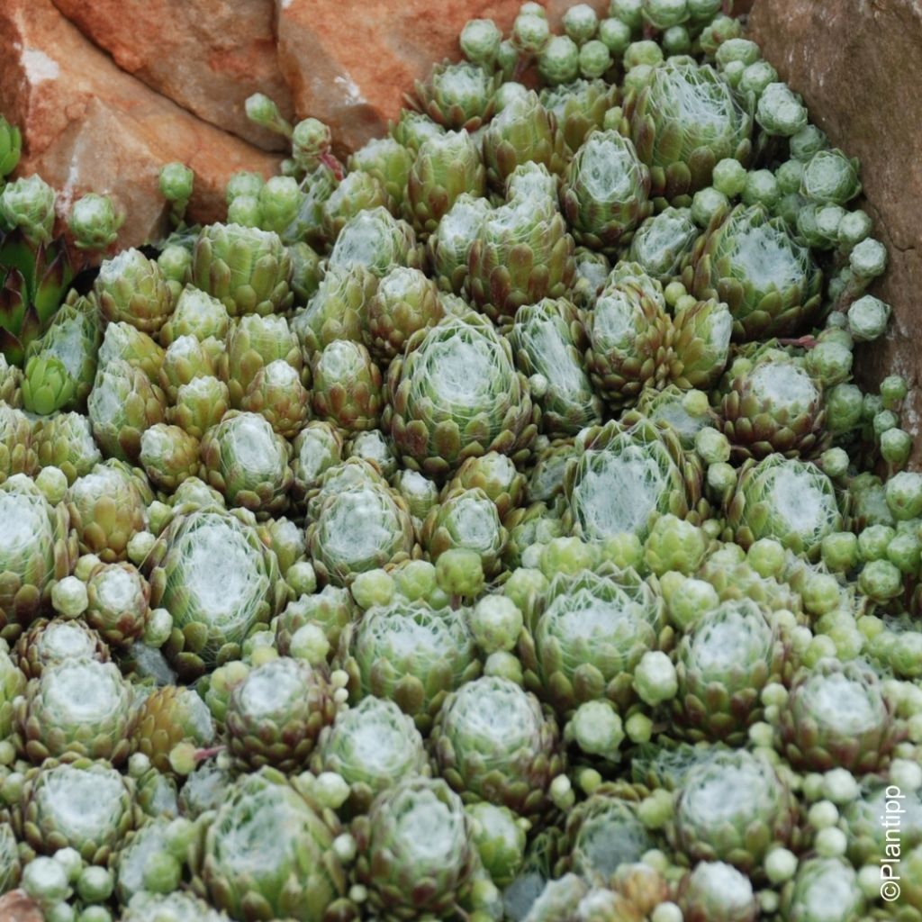 Sempervivum Chick Charms ® Cotton Candy - Joubarbe verte au cœur cotonneux