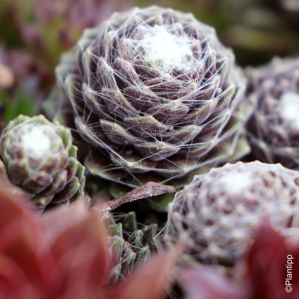 Sempervivum Chick Charms ® Cotton Candy - Joubarbe verte au cœur cotonneux