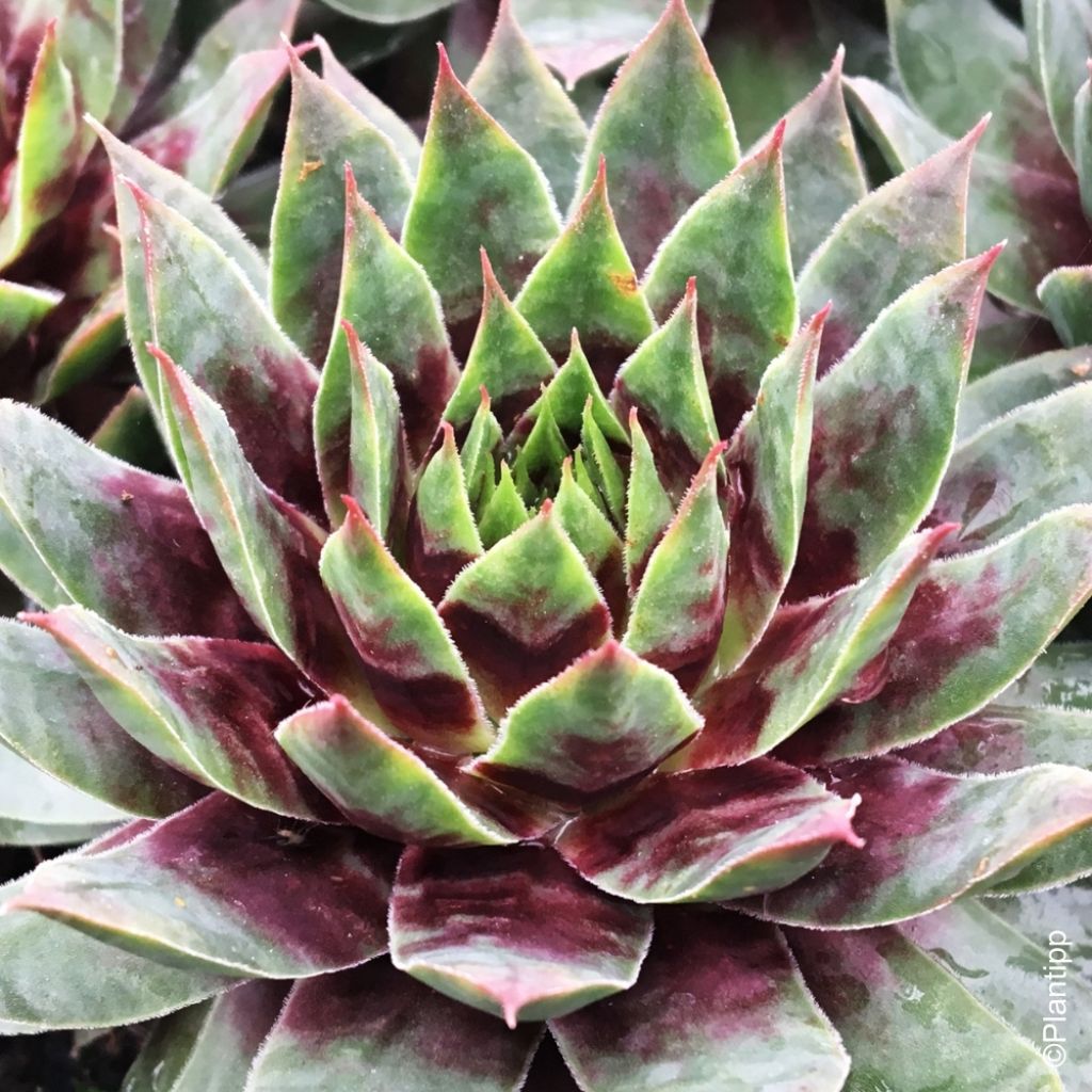 Sempervivum Chick Charms ® Cranberry Cocktail - Joubarbe pourpre sombre pointé de vert